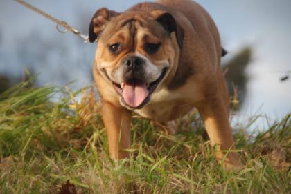 English Bulldog alternativ