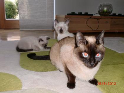 Siam Baby Katzen