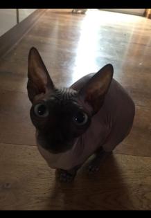 Sphynx Dame sucht dringend neues Zuhause