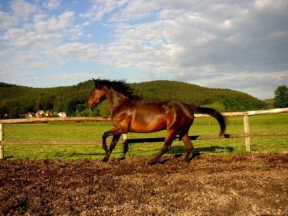 Biete Reitbeteiligung in 07381 Langenorla bei Pößneck