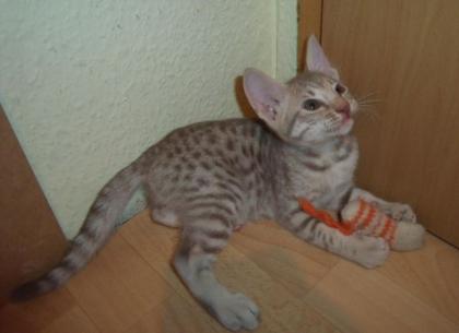 Ocicat-Kitten - Kleine Kostbarkeiten im Tupfenlook