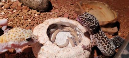 Leopardengeckos mit Terrarium