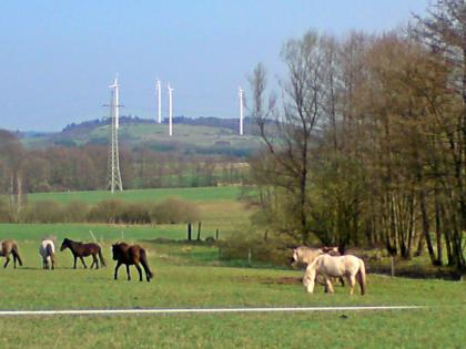 Pferdepension und Jungpferdeaufzucht- gut und günstig