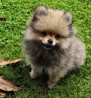 Pomeranian / Zwergspitz Welpen mit Stammbaum suchen ein neues Liebevolles zuhause