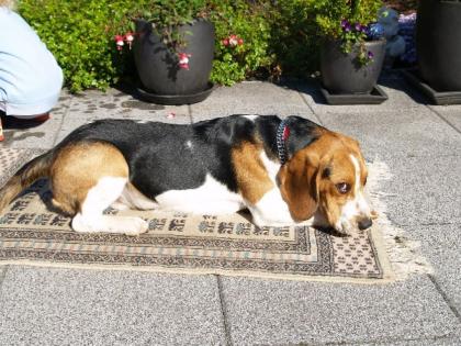 Lieber tri-color Beagle Rudi