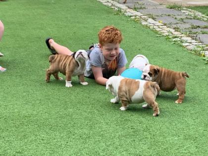 Bildhübsche Englische Bulldoggen Welpen Suchen ein neues zuhause