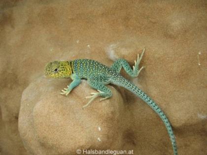 Westliche Halsbandleguan Nachzuchten