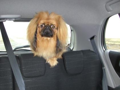 Pekinese zum decken