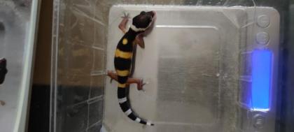 Leopardgecko Weibchen NZ 2021