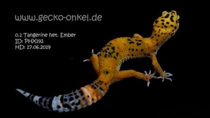 Leopardgeckos aus 2021 abzugeben