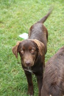 BORADOR Welpen Border Collie und Labrador Retriever Mix