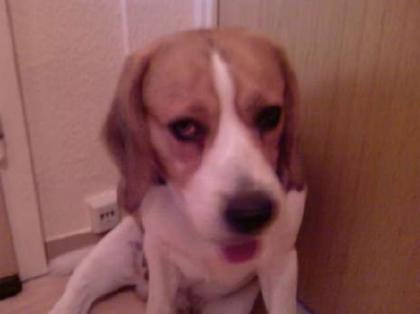 Beagle Spike 3, 5 Jahre sucht Beagleliebhaber zum Austoben und Liebhaben