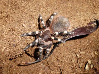 Acanthoscurria brocklehursti