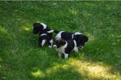 5 aufgeweckte glattharr-foxterrierwelpen suchen liebevollen 2beiner