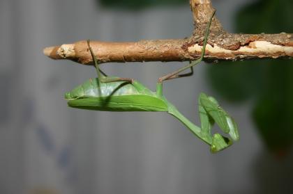 Gottesanbeterinnen Phyllocrania, .