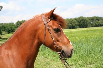 Westernpony sucht zuverlässige Reitbeteiligung