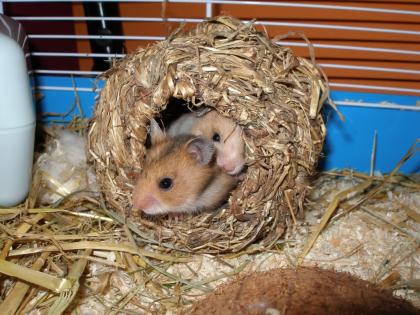 Hamsterbabys goldhamster abzugeben