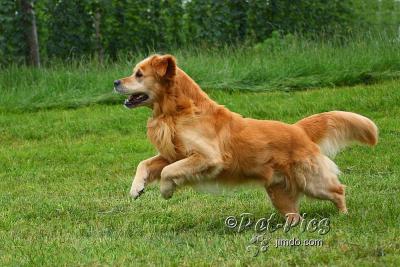 Wurfankündigung Golden Retriever Welpen