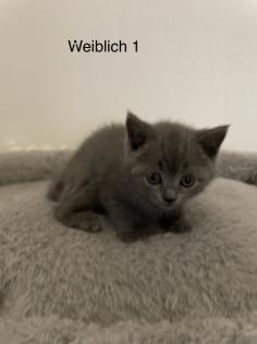 Bkh kitten zuckersüß