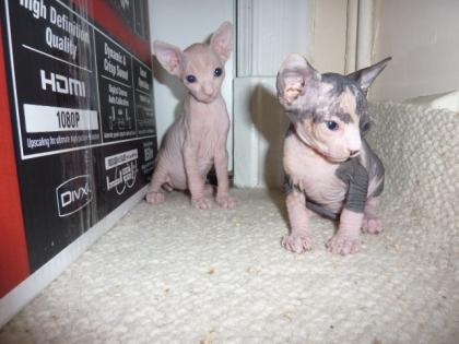 Sphynx Babys