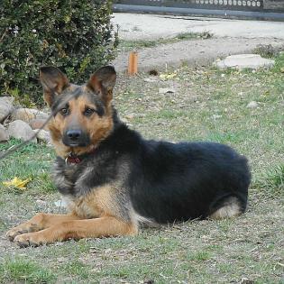 Luna sucht ein Zuhause