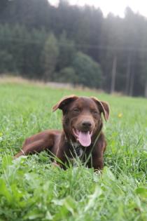 BORADOR Welpen Border Collie und Labrador Retriever Mix