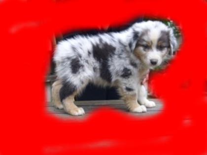 Australian Shepherd Welpen Aussie mit Papieren