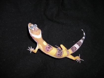 LEOPARDGECKOS HIGH YELLOW