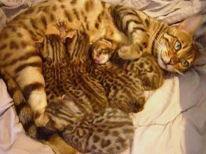 Traumhafte Bengalkitten mit Rosetten