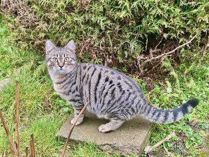 Willi - verwuschelter Tabby-Mix