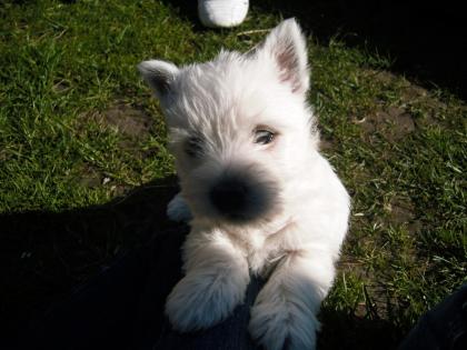 West White Terrier Welpen