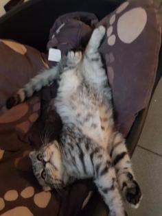 Bkh Kater silver black tabby whiskas