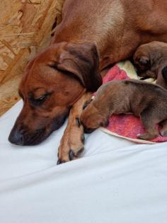 Rhodesian Ridgeback Welpen