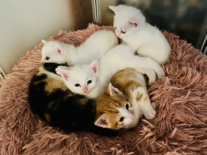 Wunderschöne Katzenbabys