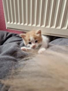 Reinrassige Maine Coon Kitten