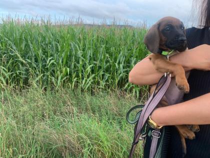 Bayerische Gebirgsschweißhunde Welpen