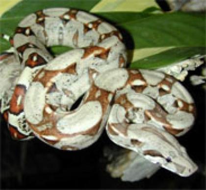 Boa Constrictor Imperator Nicaragua