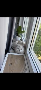 Deckkater sucht eine Dame