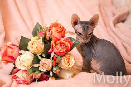 Don Sphynx Kitten - Katzenbabys