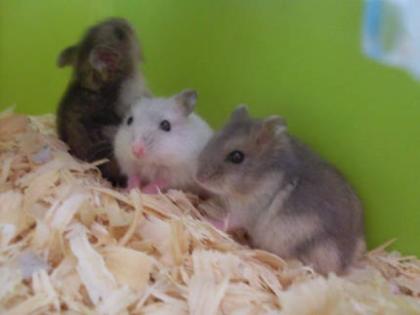 Dschungarische Hamster Baby s abzugeben