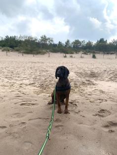 Bayerische Gebirgsschweißhunde Welpen