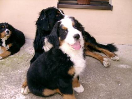 2 Berner Sennenwelpen