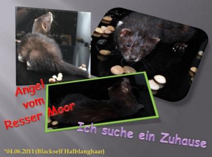 Blackself-Fähe 04. 06. 2021 sucht Adoptiveltern