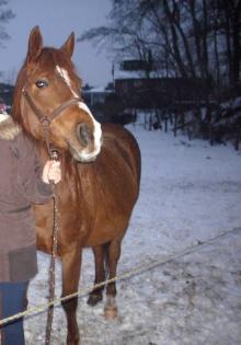 Unverbrauchte hünbsche Ponystute o. P