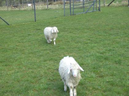 2 kastrierte Angora-Buren-Ziegen Kreuzung zu verkaufen