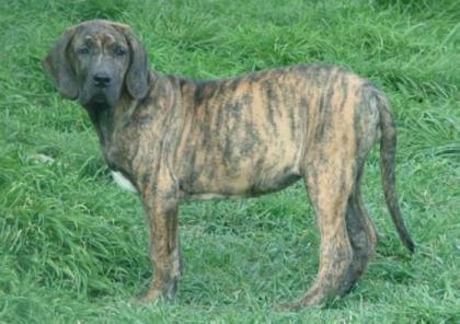 Sehr schöne Fila brasileiro Welpen