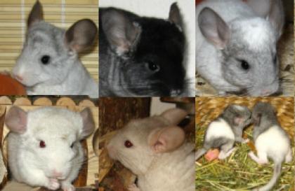 Chinchilla Jungtiere sofort abzugeben