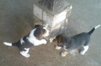 Beagle Welpen abzugeben Rüden ab anfang August