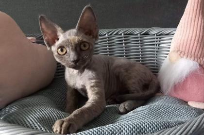 Devon Rex Mädchen Juni. 23