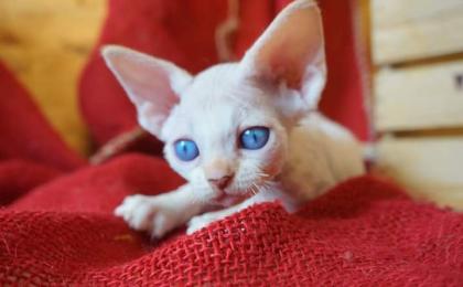 Devon rex Babys, die Eltern sind getestet auf gen Erbkrankheiten